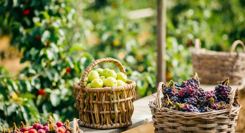 Activités Enfants : Ateliers et Cueillette de Fruits